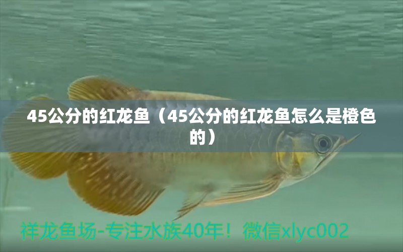 45公分的紅龍魚（45公分的紅龍魚怎么是橙色的）