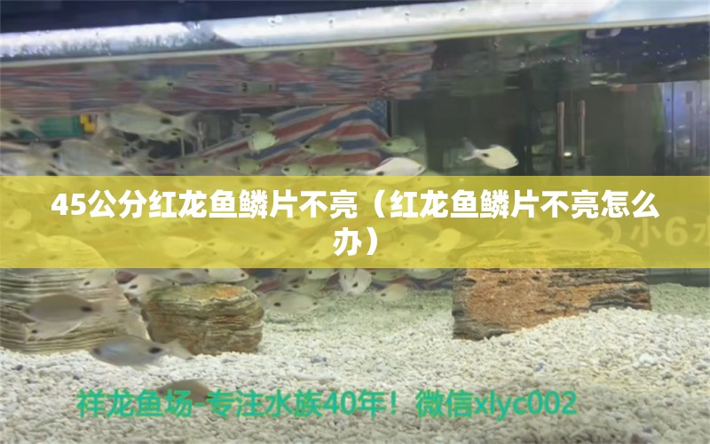 45公分紅龍魚鱗片不亮（紅龍魚鱗片不亮怎么辦） 印尼紅龍魚