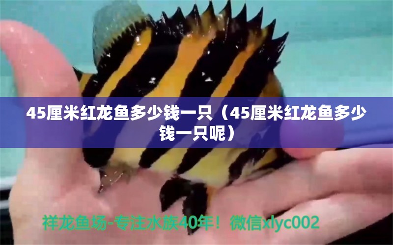 45厘米紅龍魚(yú)多少錢(qián)一只（45厘米紅龍魚(yú)多少錢(qián)一只呢） 印尼紅龍魚(yú)