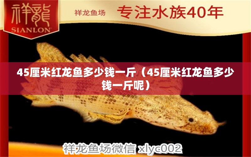 45厘米紅龍魚多少錢一斤（45厘米紅龍魚多少錢一斤呢） 印尼紅龍魚