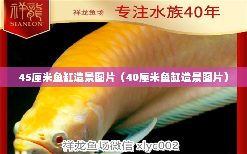 45厘米魚缸造景圖片（40厘米魚缸造景圖片） 廣州觀賞魚批發(fā)市場