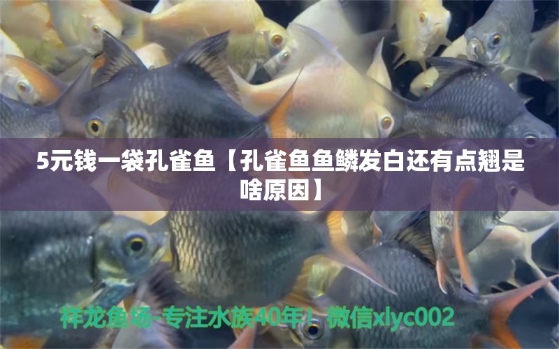 5元錢一袋孔雀魚【孔雀魚魚鱗發(fā)白還有點(diǎn)翹是啥原因】