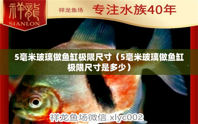 5毫米玻璃做魚缸極限尺寸（5毫米玻璃做魚缸極限尺寸是多少） 魚缸百科