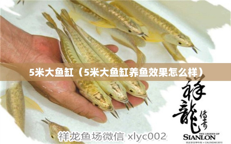 5米大魚缸（5米大魚缸養(yǎng)魚效果怎么樣） 其他品牌魚缸