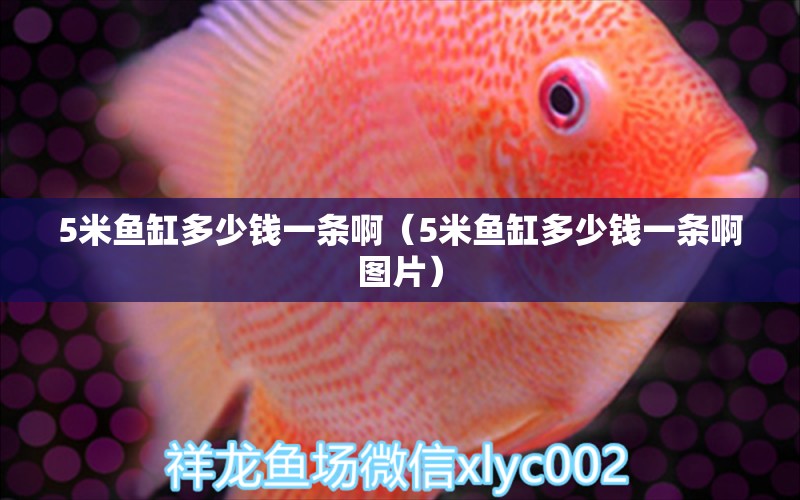 5米魚(yú)缸多少錢(qián)一條啊（5米魚(yú)缸多少錢(qián)一條啊圖片）