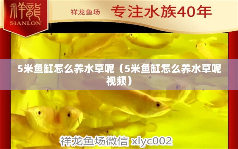 5米魚缸怎么養(yǎng)水草呢（5米魚缸怎么養(yǎng)水草呢視頻） 水草