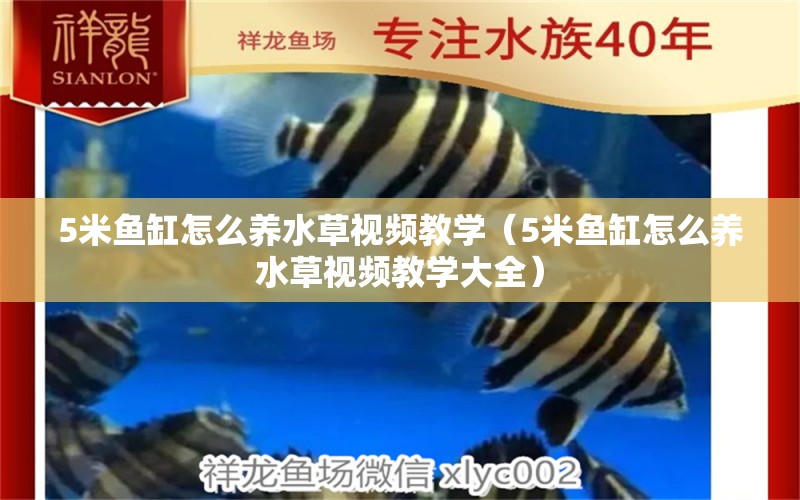 5米魚缸怎么養(yǎng)水草視頻教學（5米魚缸怎么養(yǎng)水草視頻教學大全） 水草