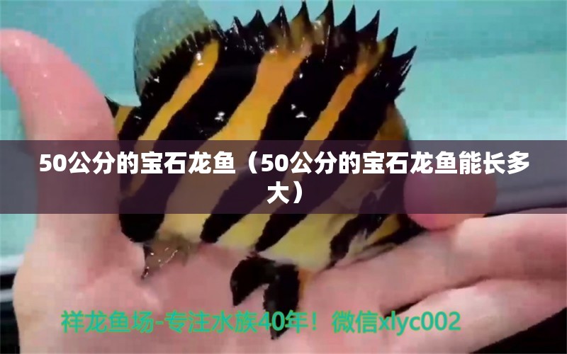 50公分的寶石龍魚（50公分的寶石龍魚能長多大） 觀賞魚市場（混養(yǎng)魚）