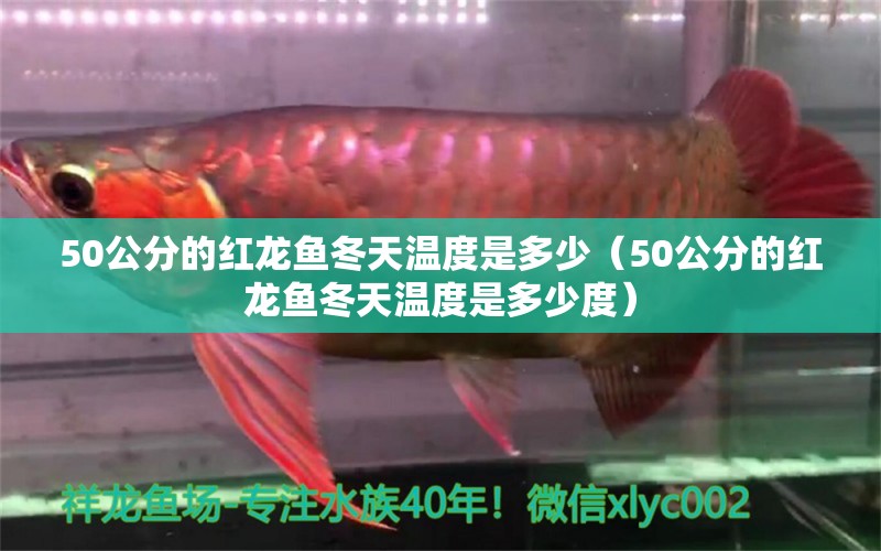 50公分的紅龍魚冬天溫度是多少（50公分的紅龍魚冬天溫度是多少度） 印尼紅龍魚