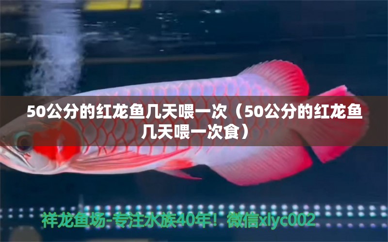 50公分的紅龍魚幾天喂一次（50公分的紅龍魚幾天喂一次食）