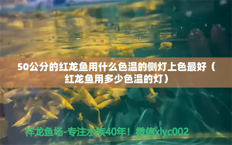 50公分的紅龍魚用什么色溫的側(cè)燈上色最好（紅龍魚用多少色溫的燈）