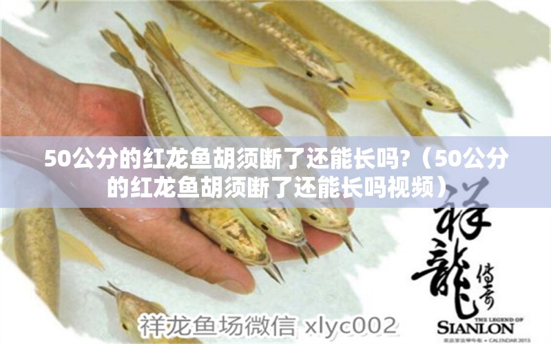 50公分的紅龍魚胡須斷了還能長嗎?（50公分的紅龍魚胡須斷了還能長嗎視頻）