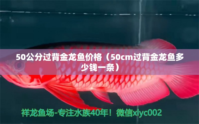 50公分過背金龍魚價(jià)格（50cm過背金龍魚多少錢一條）