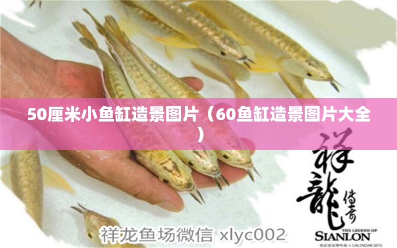 50厘米小魚缸造景圖片（60魚缸造景圖片大全）