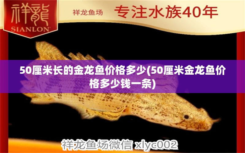 50厘米長(zhǎng)的金龍魚價(jià)格多少(50厘米金龍魚價(jià)格多少錢一條) 紅白錦鯉魚