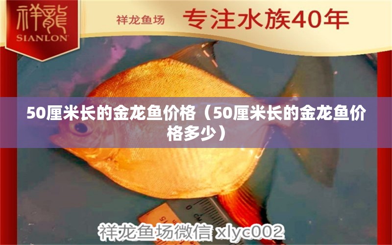 50厘米長(zhǎng)的金龍魚(yú)價(jià)格（50厘米長(zhǎng)的金龍魚(yú)價(jià)格多少） 祥龍水族醫(yī)院