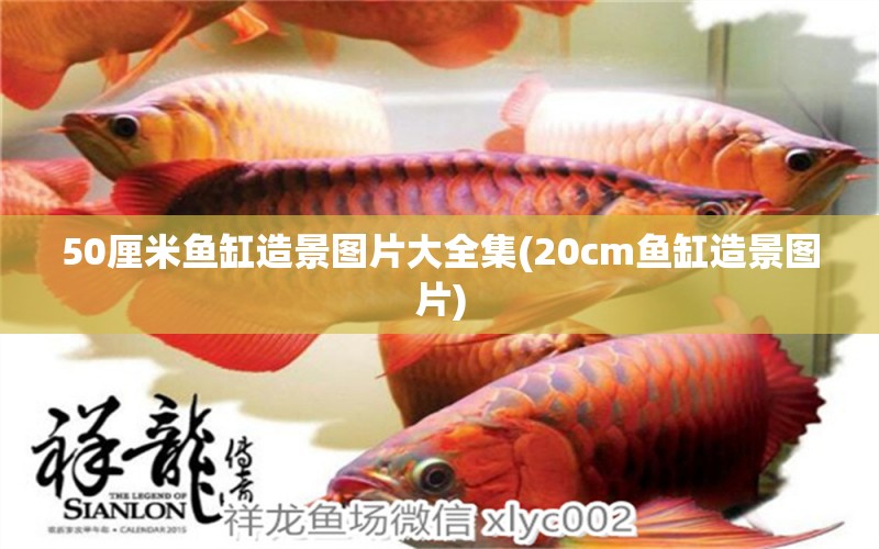 50厘米魚缸造景圖片大全集(20cm魚缸造景圖片) 白玉紅龍魚