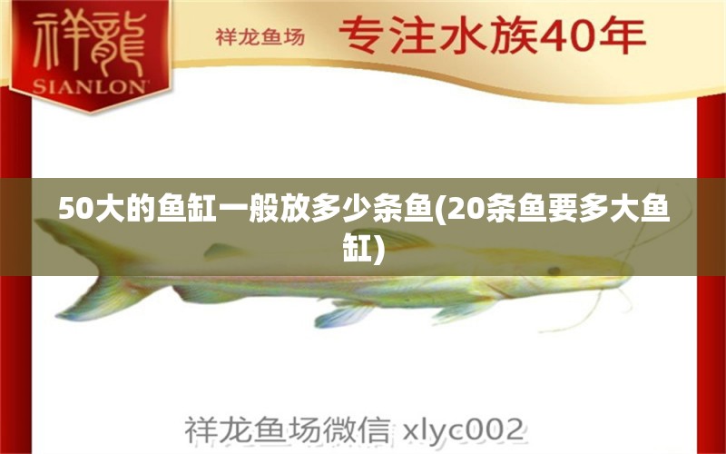 50大的魚缸一般放多少條魚(20條魚要多大魚缸) 斑馬鴨嘴魚苗