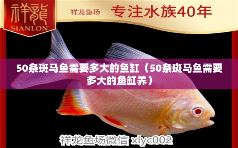 50條斑馬魚需要多大的魚缸（50條斑馬魚需要多大的魚缸養(yǎng)）