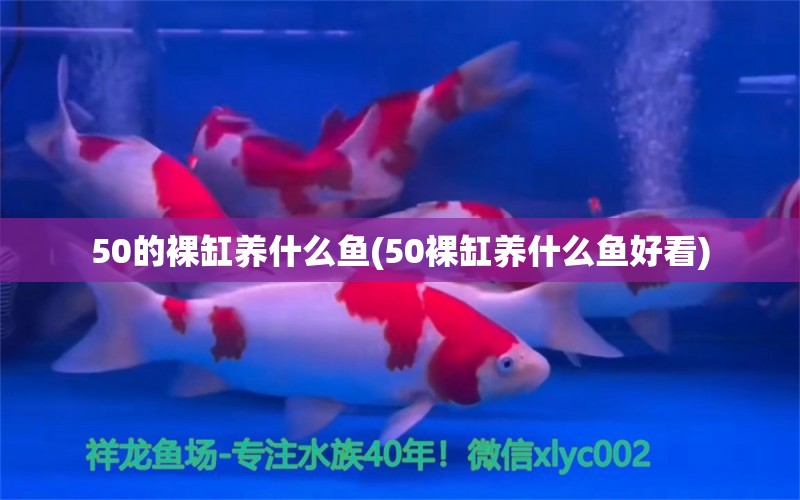 50的裸缸養(yǎng)什么魚(50裸缸養(yǎng)什么魚好看) 伊巴卡魚