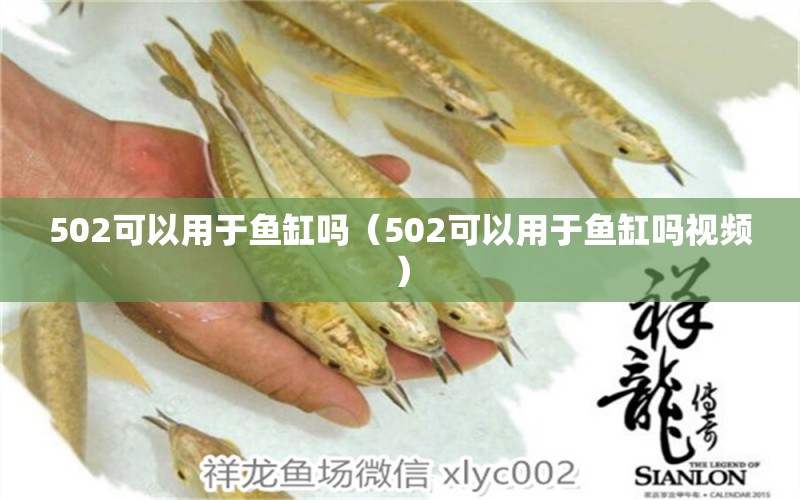 502可以用于魚(yú)缸嗎（502可以用于魚(yú)缸嗎視頻）