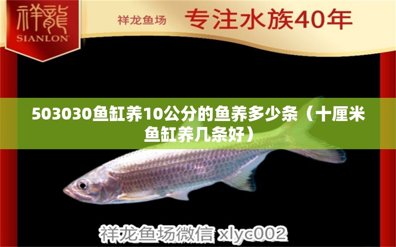 503030魚缸養(yǎng)10公分的魚養(yǎng)多少條（十厘米魚缸養(yǎng)幾條好）