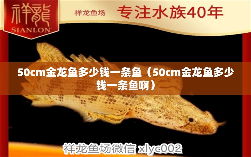 50cm金龍魚多少錢一條魚（50cm金龍魚多少錢一條魚?。? title=