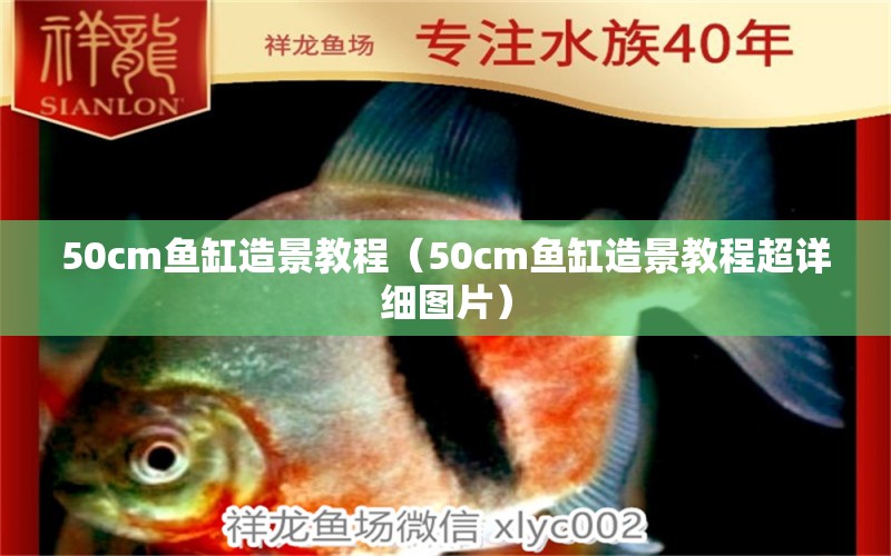 50cm魚缸造景教程（50cm魚缸造景教程超詳細圖片） 斑馬鴨嘴魚