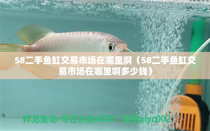 58二手魚缸交易市場(chǎng)在哪里啊（58二手魚缸交易市場(chǎng)在哪里啊多少錢）