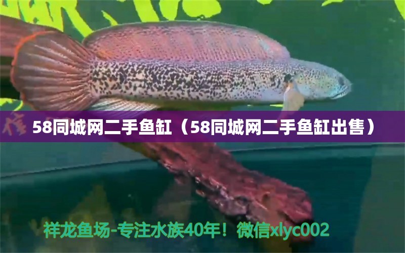 58同城網(wǎng)二手魚缸（58同城網(wǎng)二手魚缸出售） 其他品牌魚缸