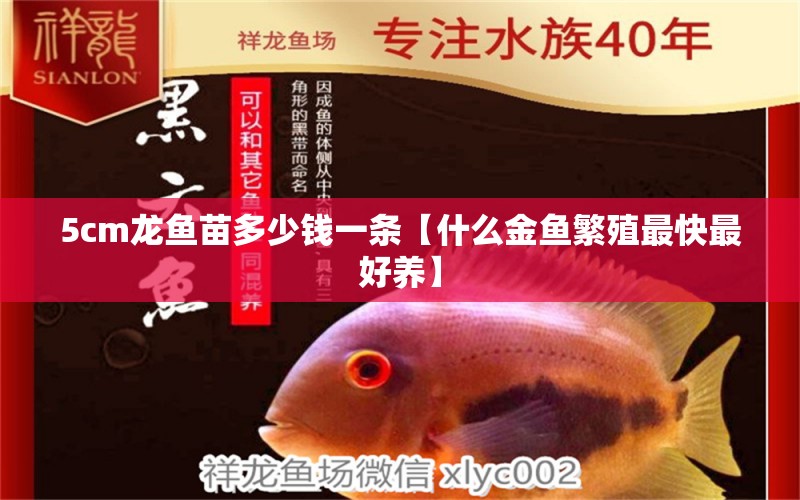 5cm龍魚苗多少錢一條【什么金魚繁殖最快最好養(yǎng)】