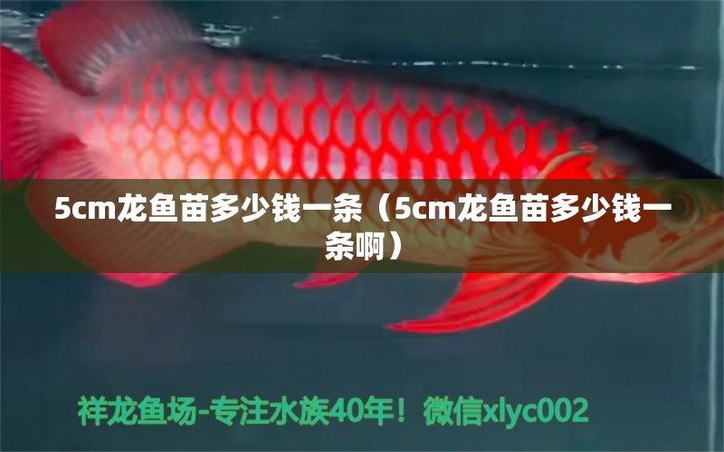 5cm龍魚苗多少錢一條（5cm龍魚苗多少錢一條?。? title=