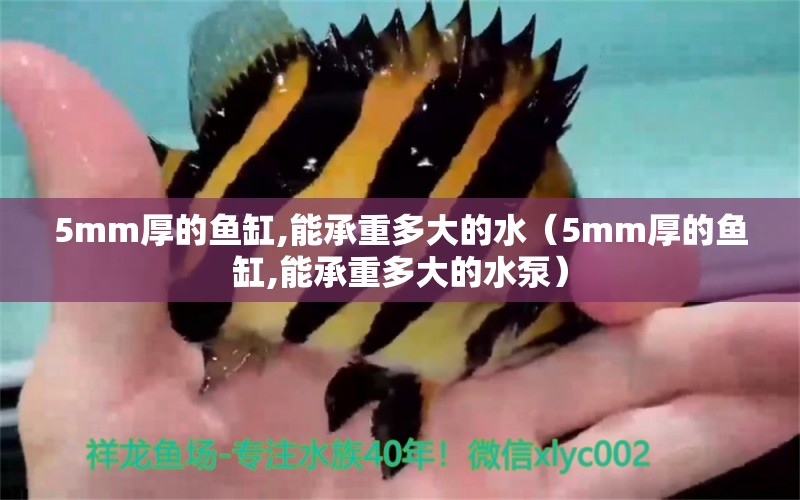 5mm厚的魚缸,能承重多大的水（5mm厚的魚缸,能承重多大的水泵）