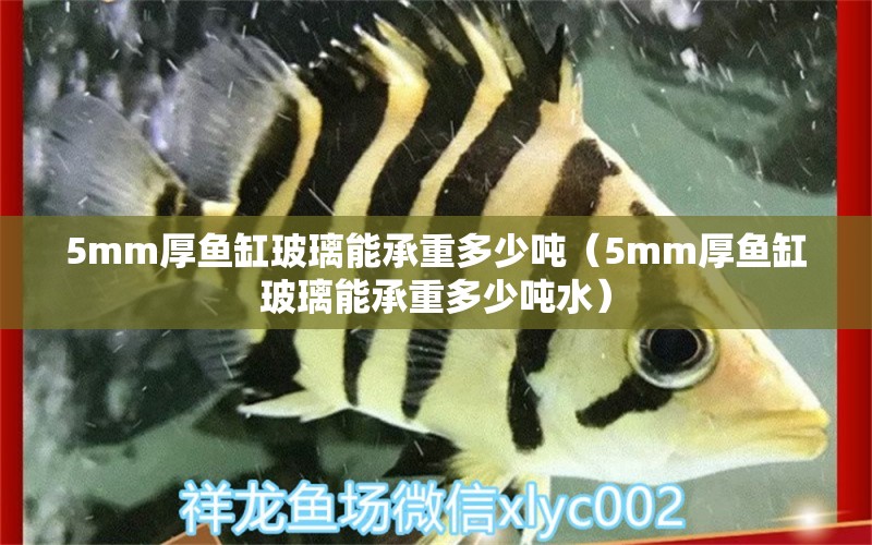 5mm厚魚缸玻璃能承重多少噸（5mm厚魚缸玻璃能承重多少噸水）