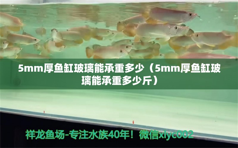 5mm厚魚(yú)缸玻璃能承重多少（5mm厚魚(yú)缸玻璃能承重多少斤） 其他品牌魚(yú)缸