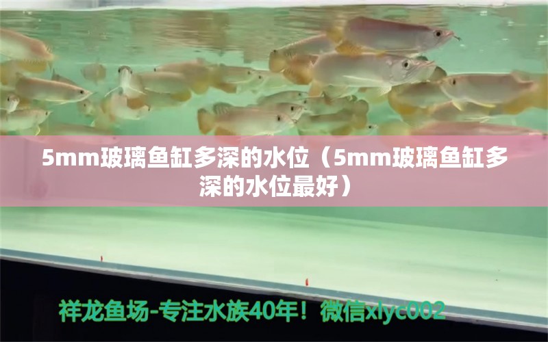 5mm玻璃魚(yú)缸多深的水位（5mm玻璃魚(yú)缸多深的水位最好）