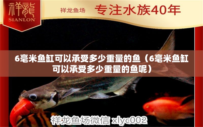 6毫米魚(yú)缸可以承受多少重量的魚(yú)（6毫米魚(yú)缸可以承受多少重量的魚(yú)呢） 魚(yú)缸百科