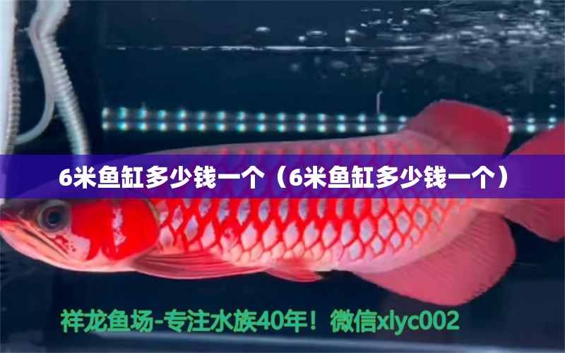 6米魚缸多少錢一個（6米魚缸多少錢一個） 魚缸百科