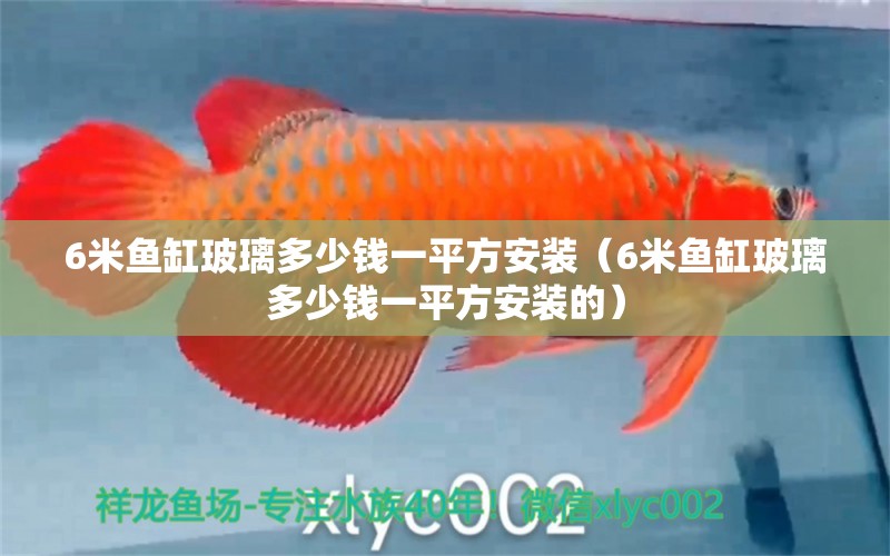 6米魚缸玻璃多少錢一平方安裝（6米魚缸玻璃多少錢一平方安裝的） 魚缸百科