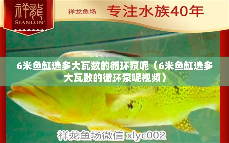 6米魚缸選多大瓦數(shù)的循環(huán)泵呢（6米魚缸選多大瓦數(shù)的循環(huán)泵呢視頻） 魚缸百科