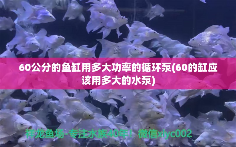 60公分的魚缸用多大功率的循環(huán)泵(60的缸應(yīng)該用多大的水泵) 龍魚疾病與治療