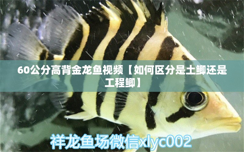 60公分高背金龍魚視頻【如何區(qū)分是土鯽還是工程鯽】