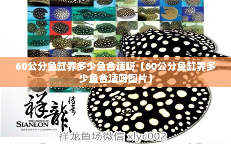 60公分魚缸養(yǎng)多少魚合適呀（60公分魚缸養(yǎng)多少魚合適呀圖片） 名貴錦鯉魚