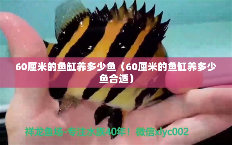 60厘米的魚(yú)缸養(yǎng)多少魚(yú)（60厘米的魚(yú)缸養(yǎng)多少魚(yú)合適） 短身紅龍魚(yú)