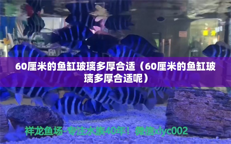 60厘米的魚缸玻璃多厚合適（60厘米的魚缸玻璃多厚合適呢）