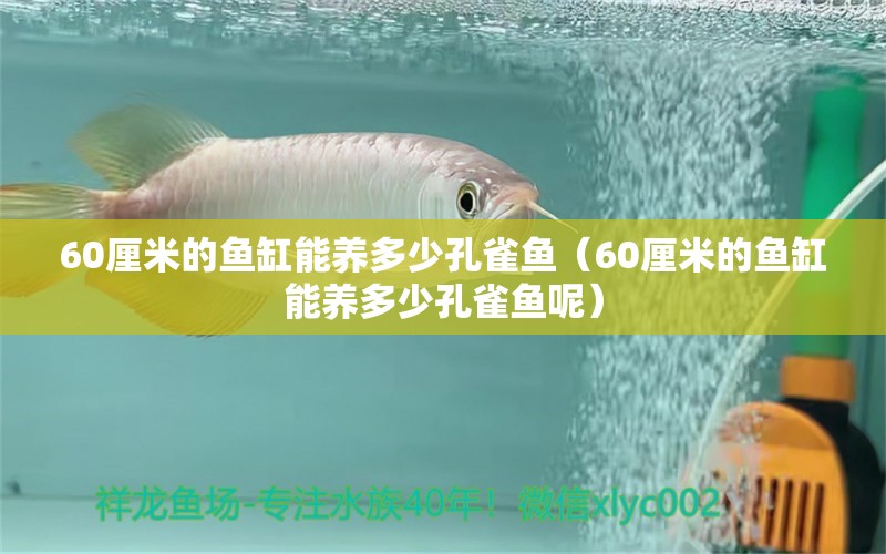 60厘米的魚(yú)缸能養(yǎng)多少孔雀魚(yú)（60厘米的魚(yú)缸能養(yǎng)多少孔雀魚(yú)呢） 黑桃A魚(yú)苗