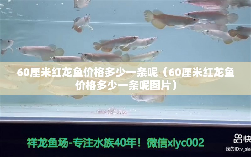 60厘米紅龍魚價(jià)格多少一條呢（60厘米紅龍魚價(jià)格多少一條呢圖片）