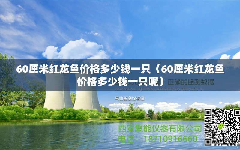 60厘米紅龍魚價格多少錢一只（60厘米紅龍魚價格多少錢一只呢）