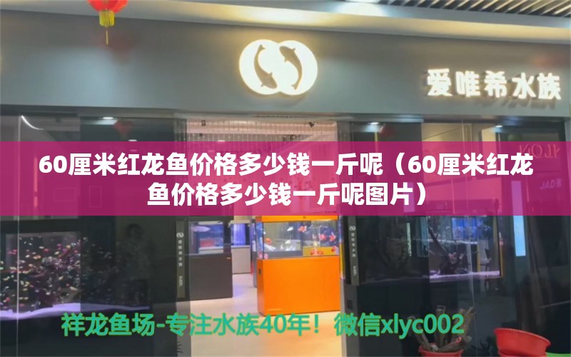 60厘米紅龍魚價格多少錢一斤呢（60厘米紅龍魚價格多少錢一斤呢圖片） 龍魚百科