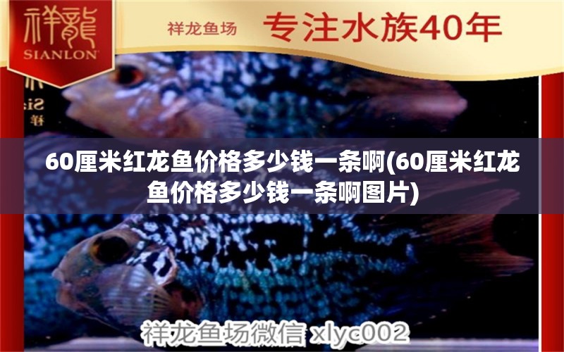 60厘米紅龍魚價(jià)格多少錢一條啊(60厘米紅龍魚價(jià)格多少錢一條啊圖片) 白子黃化銀龍魚